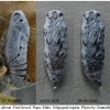 carch alceae pupa6 volg11